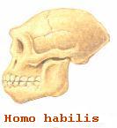 craneo homo habilis.jpg (17608 bytes)